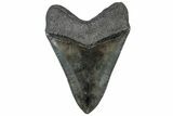 Serrated, Fossil Megalodon Tooth - South Carolina #307435-2